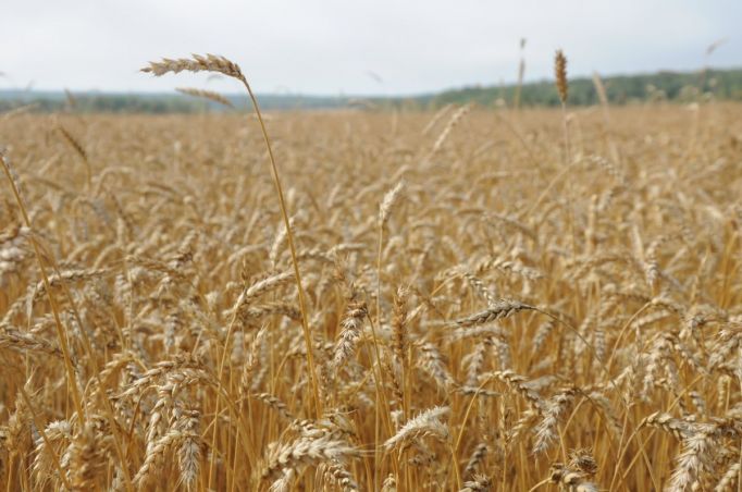 Тульские аграрии получат 3 млрд рублей зерновых субсидий