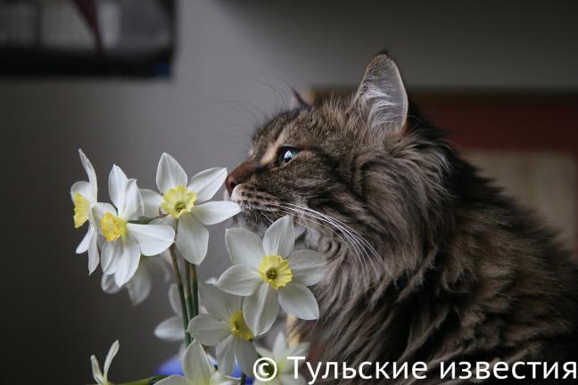 С днем весны и кошек!.