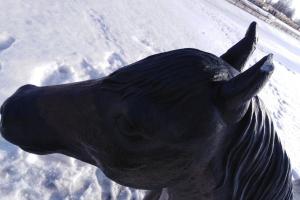 Щекинской лошади оторвали ухо.