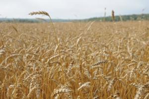 Тульские аграрии получат 3 млрд рублей зерновых субсидий.