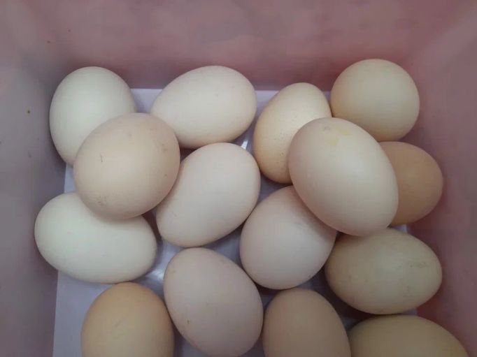 Сельхозтоваропроизводители намерены в этом году дополнительно получить примерно 750 млн яиц