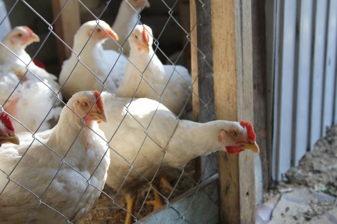 В куриных ножках тульского производителя обнаружили антибиотик