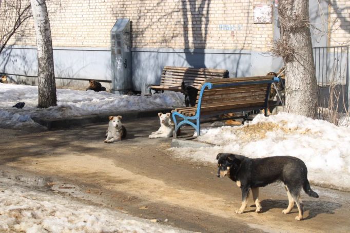 Щекинцы напуганы обилием бродячих собак в городе