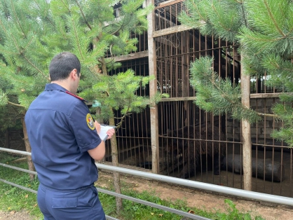 Зоопарк, в котором медведь напал на маму и дочь, работал незаконно 