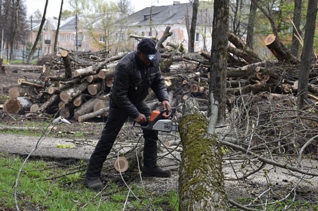 В щекинском сквере вырубают деревья