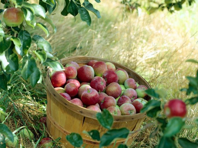 В Белёве задержано 6 похитителей яблок