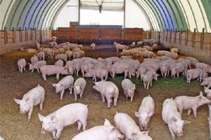 Осенью в Тульской области построят новый свиноводческий комплекс.