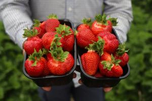 Производство плодово-ягодных культур в России увеличилось в 1,4 раза .