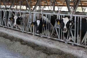 В Тульской области увеличилось производство молока.