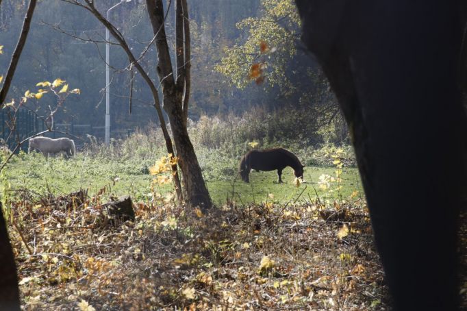 В Киреевском районе 12 браконьеров поймали на убийстве двух лосей