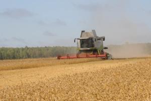 Российскими сельхозтоваропроизводителями уже собрано 112 млн тонн зерновых.