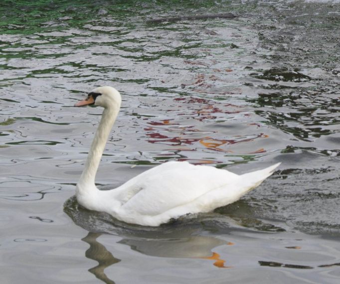 С наступлением заморозков судьба одинокого лебедя на пруду в Зайцево вновь взволновала горожан 