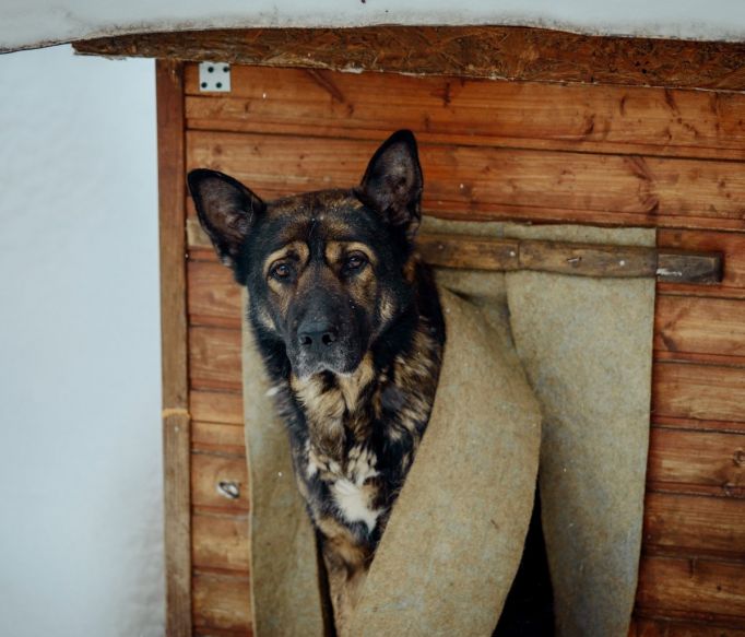 Ветеринары: Состояние собаки, бежавшей за грузовиком на привязи, удовлетворительное