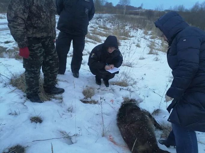 В Тульской области трое охотников подозреваются в браконьерстве 