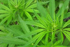 Житель Плавского района возле дома выращивал марихуану .