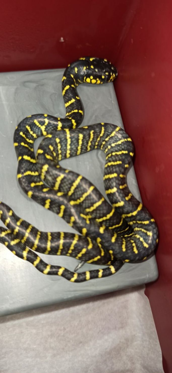В Тульском экзотариуме в июле на свет появились более 100 змей