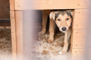 В Туле в 2022 году на отлов и содержание бездомных собак потратят 12 млн рублей.