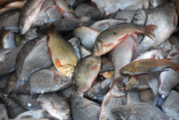 Тульский Роспоребнадзор забраковал почти 172 кг рыбной продукции