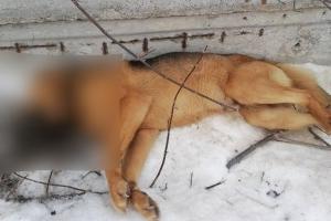 Изуродованный труп собаки нашли в Новомосковске: жители в ужасе.