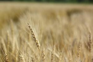 Российские производители зерна получат ещё 10 млрд рублей.