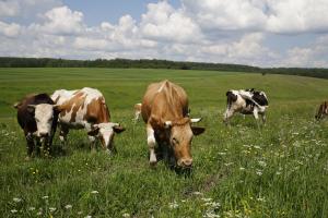В России на 6,1% увеличился объем реализации молока в сельхозорганизациях .