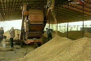 Свыше тонны зерна похитил безработный у фермера в Ефремовском районе.