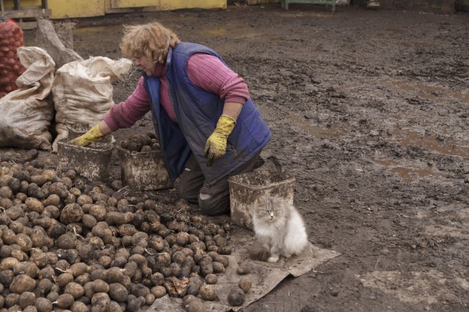 Немецкие специалисты побывают в тульских картофелеводческих хозяйствах