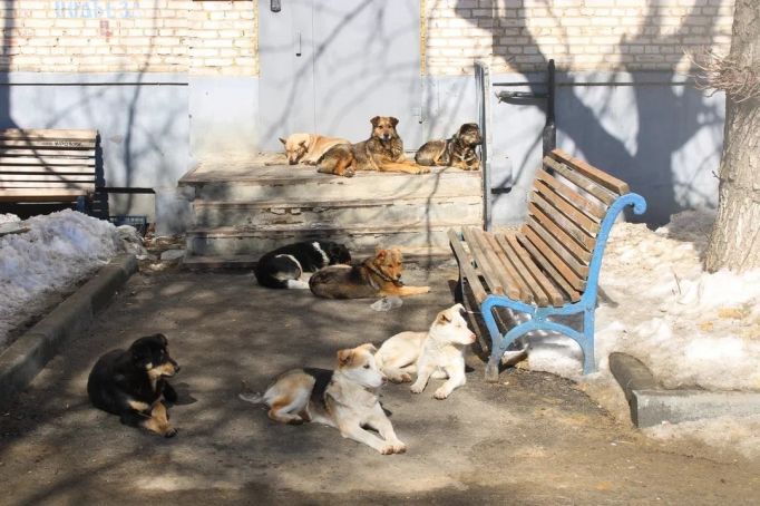 Шрамы, шок, потеря памяти: жители Болохово страдают от нападения собак