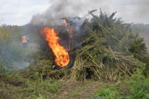 Свыше 10 тысяч кустов наркосодержащих растений сожгли под Тулой .