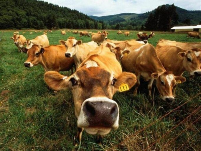 Тульские животноводы готовы увеличивать производство мяса и молока