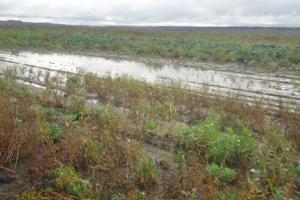 Тульская область до 15 октября подсчитает убытки от летних дождей.