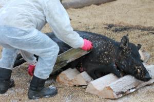 В Тульской области в карантинной зоне изъяли 12 свиней.
