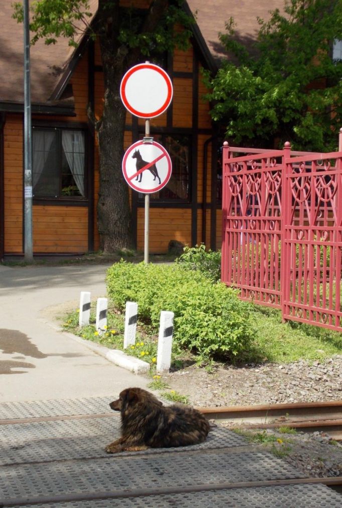 В Новомосковске на маленького ребенка напала бездомная собака