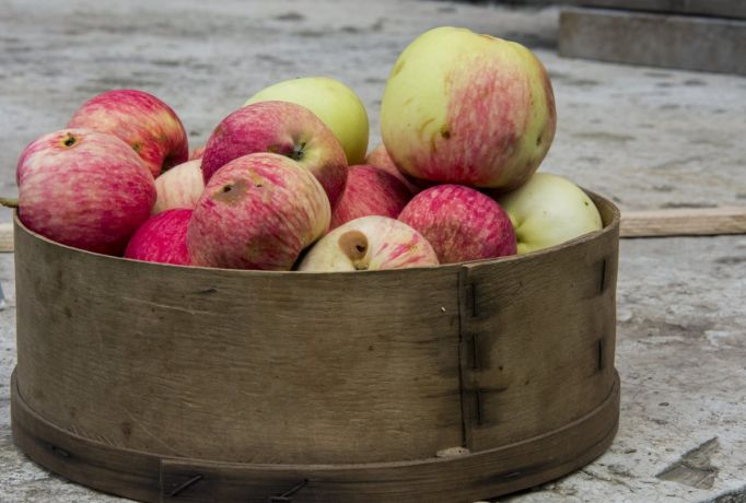 Тульские яблоки восстановят урожай в других регионах