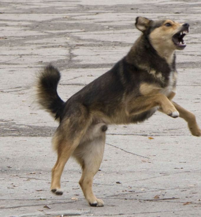По требованию прокуратуры в Донском организован отлов бродячих собак