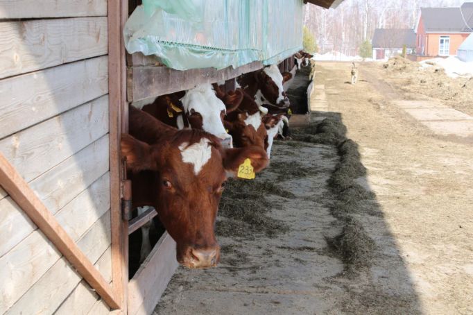 В сельхозорганизациях на 6,2% увеличился объем реализации молока 