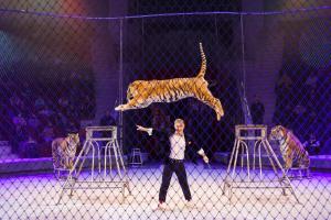 В Тульском цирке прошла премьера программы «Полосатый Новый год».