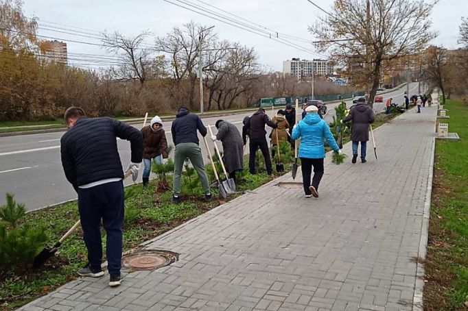 В Туле вдоль ул. Дм. Ульянова высадили почти 300 деревьев