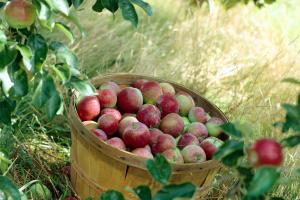 В Белёве задержано 6 похитителей яблок.