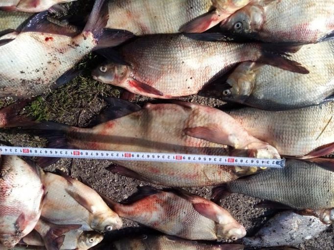 Двое жителей Дубны незаконно ловили рыбу и теперь предстанут перед судом