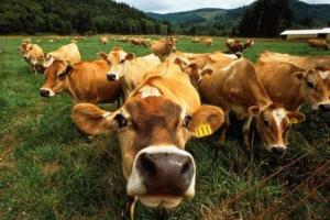 Тульские животноводы готовы увеличивать производство мяса и молока.
