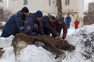 В Туле на Дзержинского спасли лося из подвала.