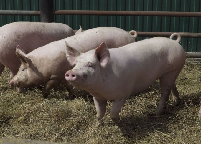 В трех районах Тульской области построят свиноводческие комплексы