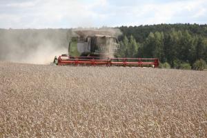 Зерновые в России обмолочены с площади 94%.
