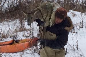 Алексинские МЧС-ники спасли косулю из ледяной "западни". ВИДЕО.
