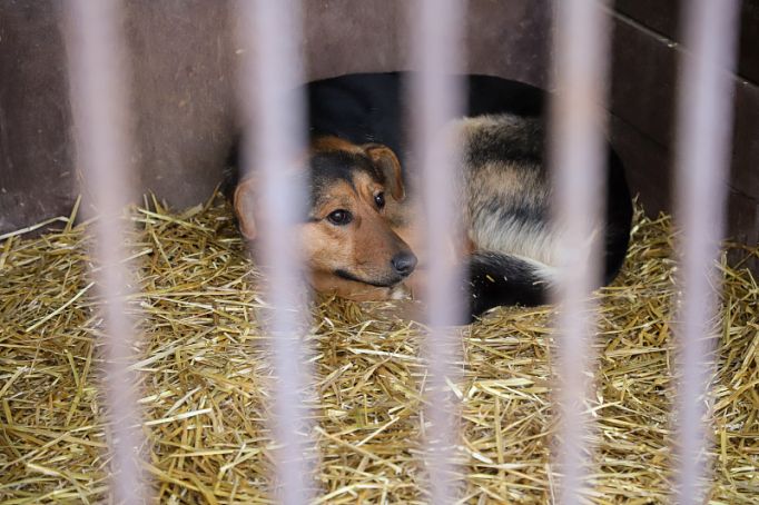 Мобилизованные жители Тульской области смогут оставить животных в трех приютах