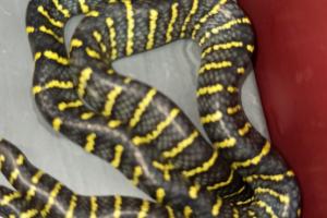 В Тульском экзотариуме в июле на свет появились более 100 змей.