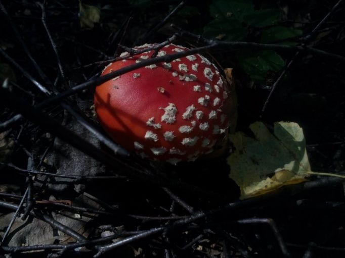 В Тульской области потерялись 35 грибников