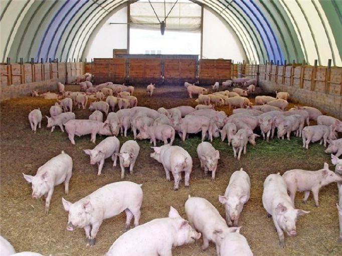 В Тульской области планируют строить крупные свинокомплексы