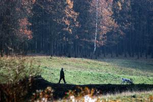 В Тульской области больше всего незаконно рубят лес в Ясногорском районе.